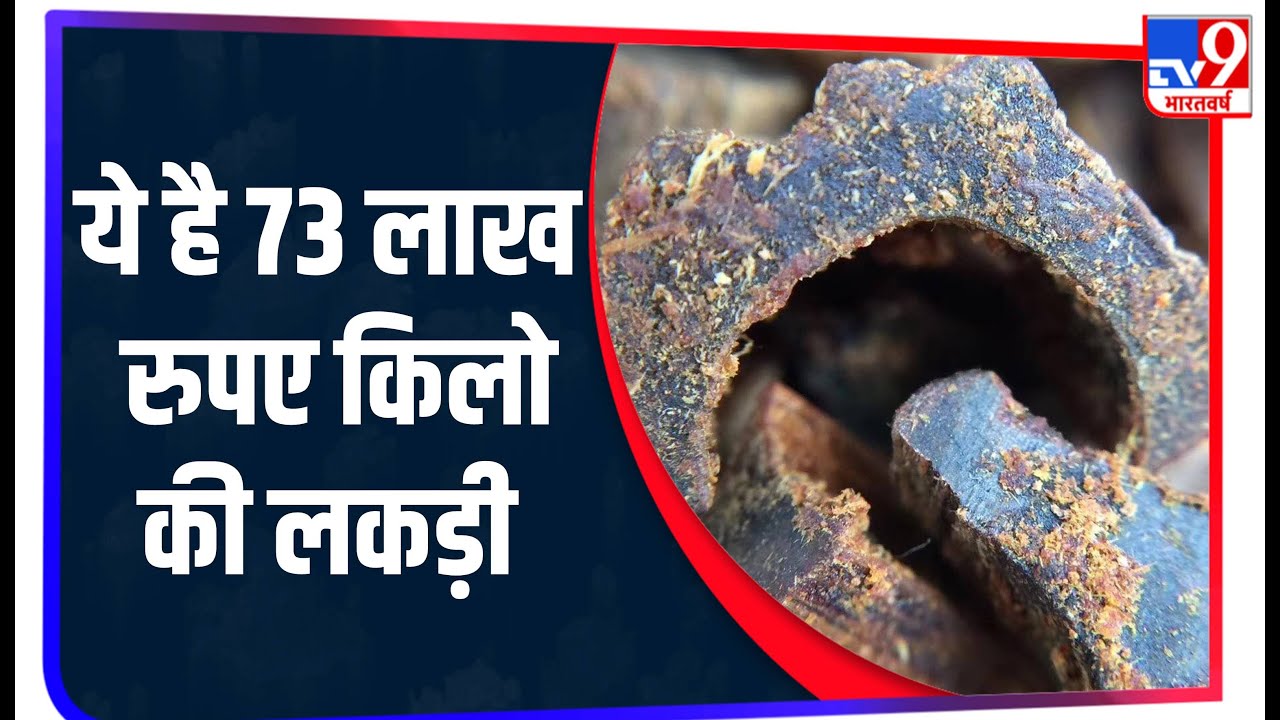 Gold से महंगी है Agarwood की लकड़ी,  एक किलो की कीमत 73 लाख रुपए से ज्यादा