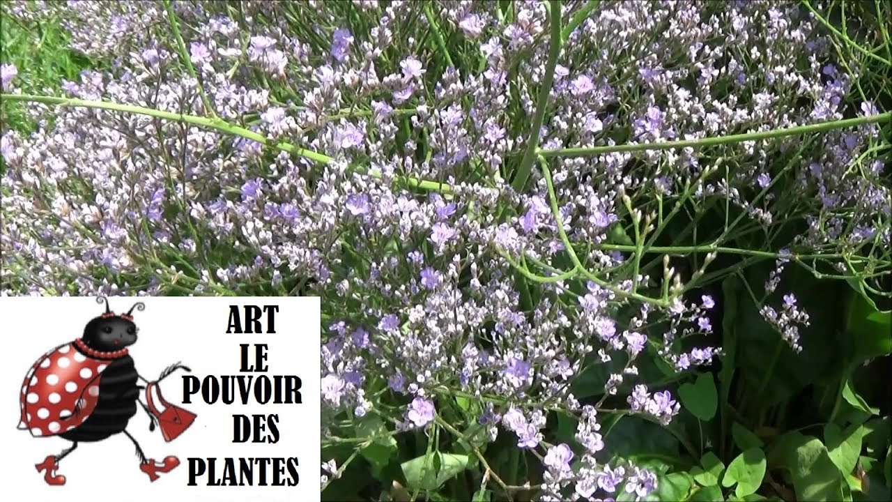 Tuto jardinage: Limonium latifolium bleu (statice):Taille et entretien: Plante vivace