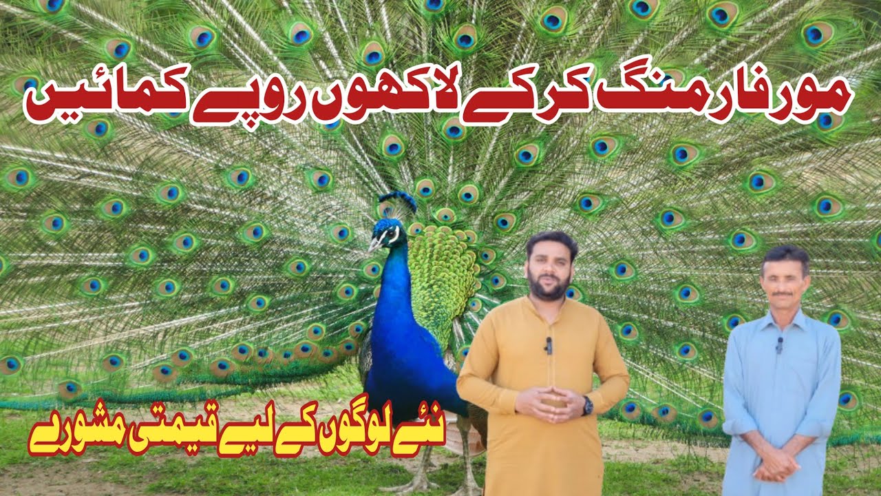 Peacock Farm Pakistan|More Farming|Big set up Peacock