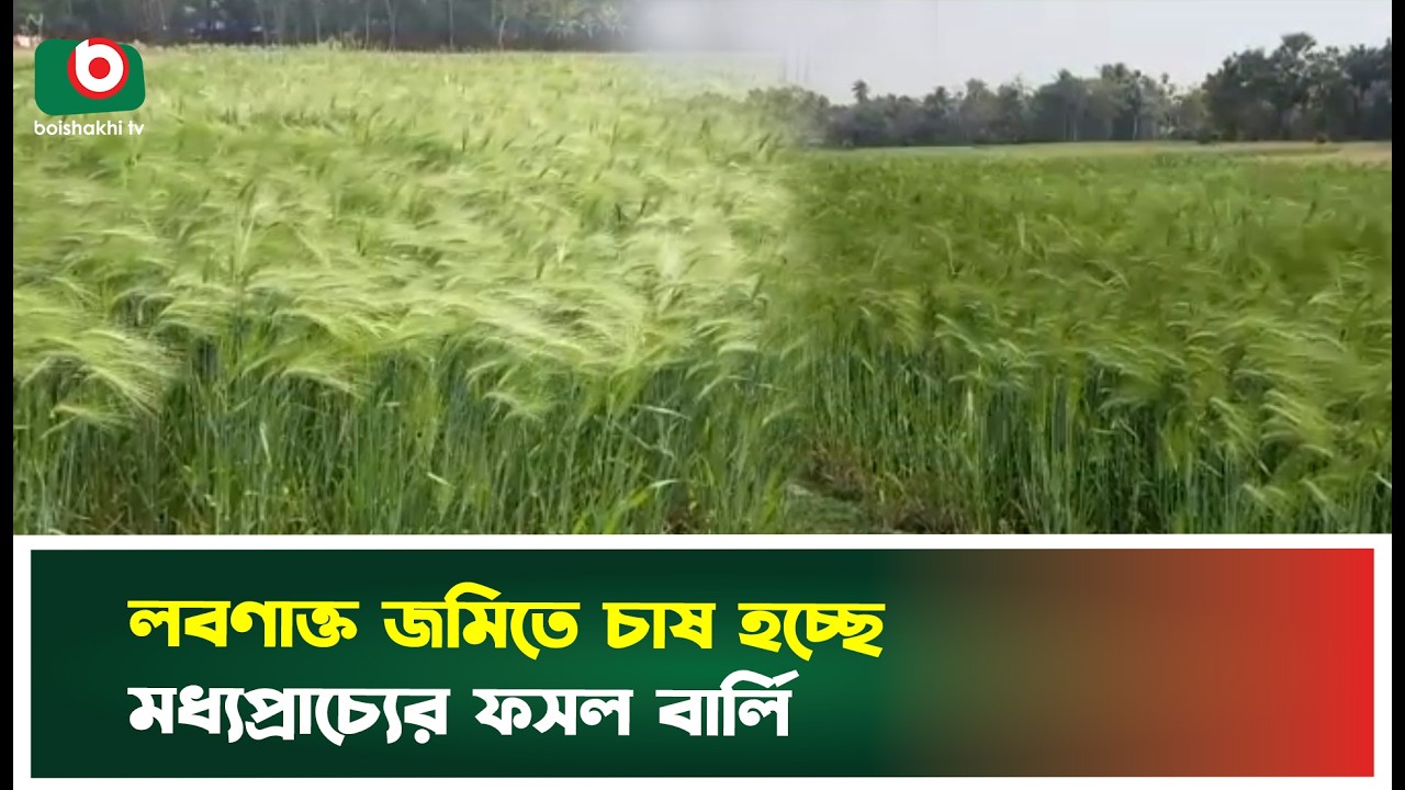 লবনাক্ত জ‌মিতে চাষ হ‌চ্ছে মধ্যপ্রাচ্যের ফসল বা‌র্লি | Khulna | Barley Cultivation | Boishakhi News