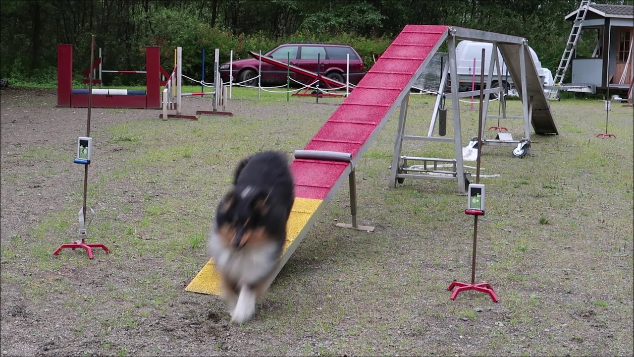 Shetland sheepdog Sammy and Cherry on agility dog walk running contact in 1.6 seconds