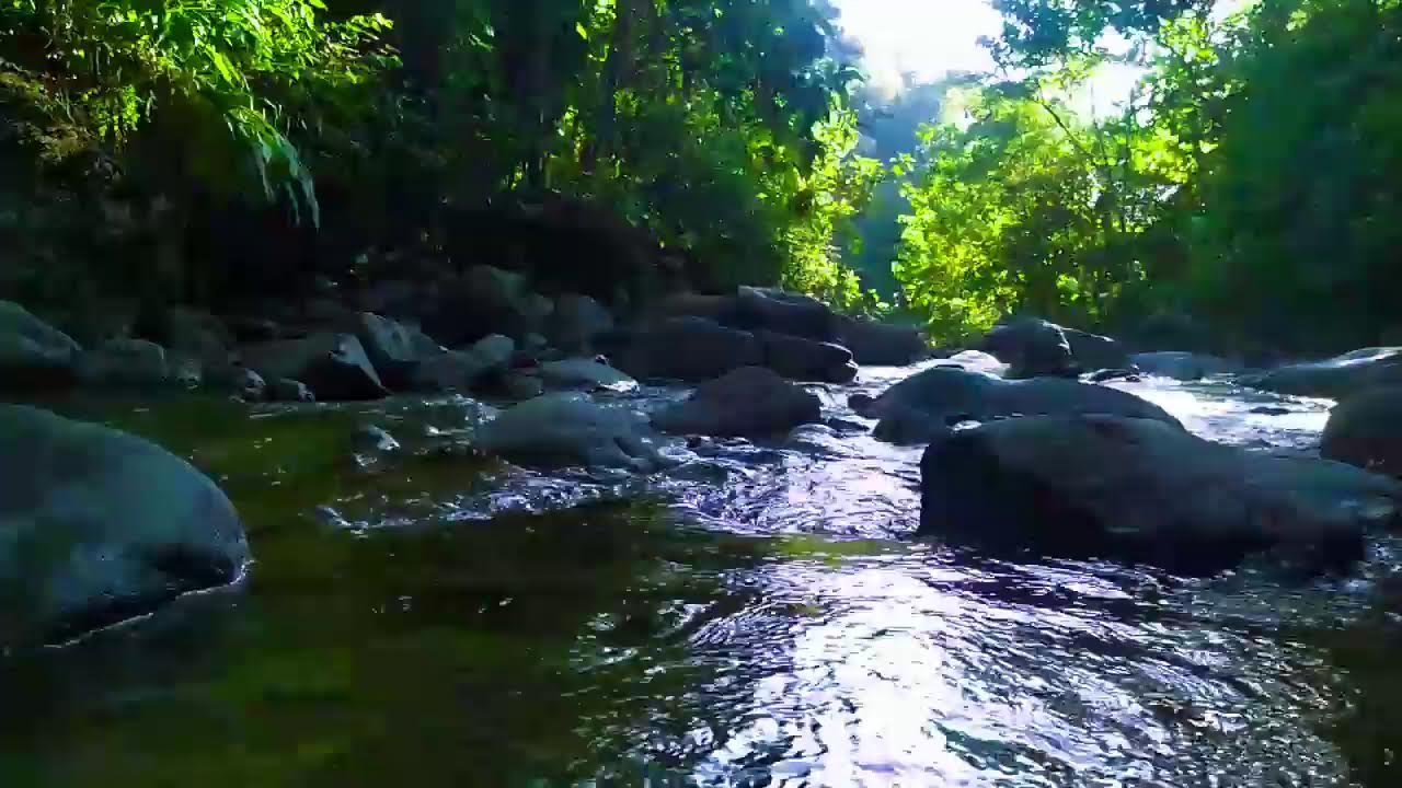 Relaxing Nature Sounds for Deep Sleep, Stream Sounds, Forest Sounds