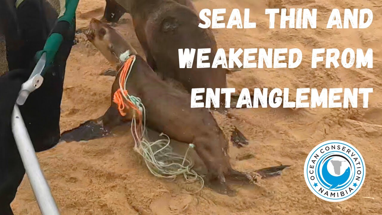 Seal Thin And Weakened From Entanglement