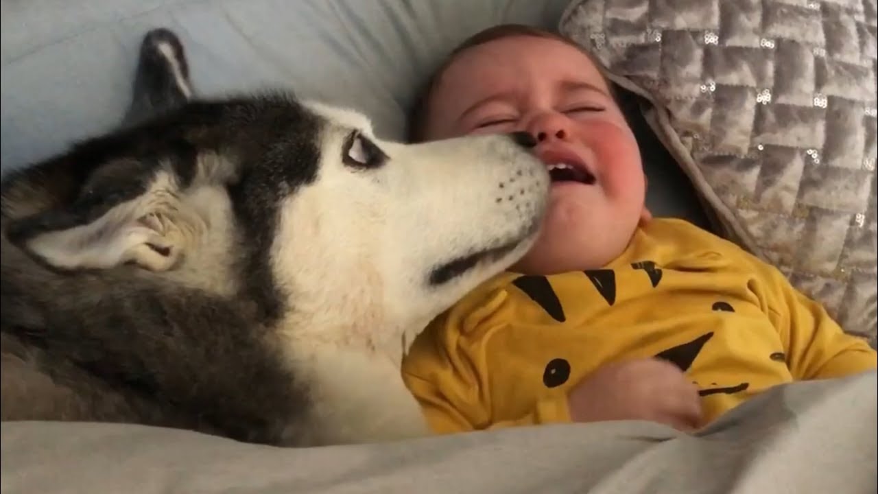 Husky Does Everything She Can To Stop My Baby Crying!!... [TRY NOT TO SMILE]