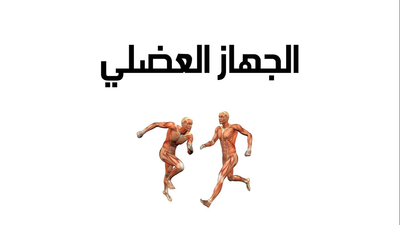 الجهاز العضلي - العلوم والحياة - الصف الخامس الأساسي - المنهاج الفلسطيني