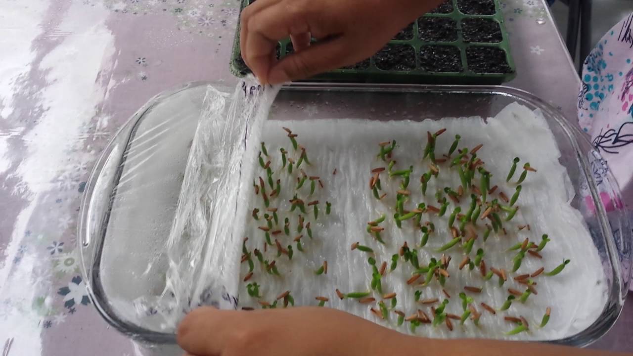Transplantando mudas de rosa do deserto.