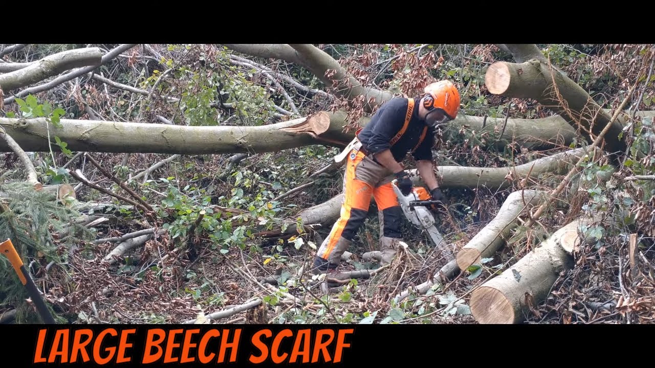Work in the forest with STIHL MS 500i and  MS 261 CM