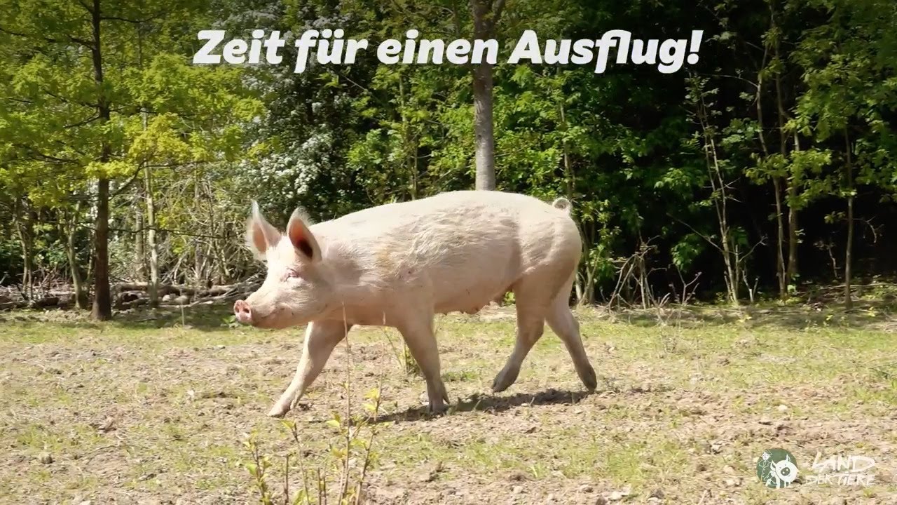 Familienausflug: Spaziergang durchs grüne Land mit geretteten Schweinen 🐷