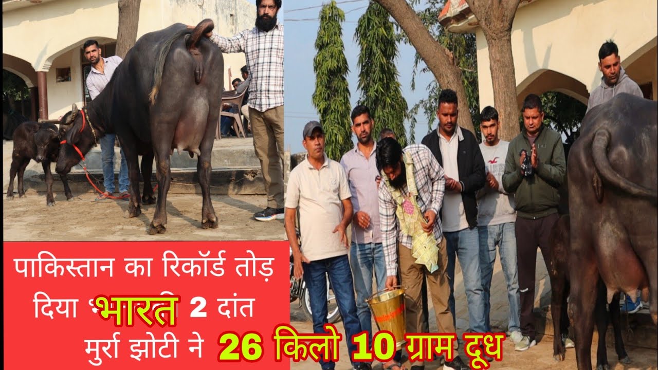 पाकिस्तान का रिकॉर्ड तोड़ दिया भारत की 2 दांत मुर्रा झोटी ने 26 किलो 10 ग्राम दूध 