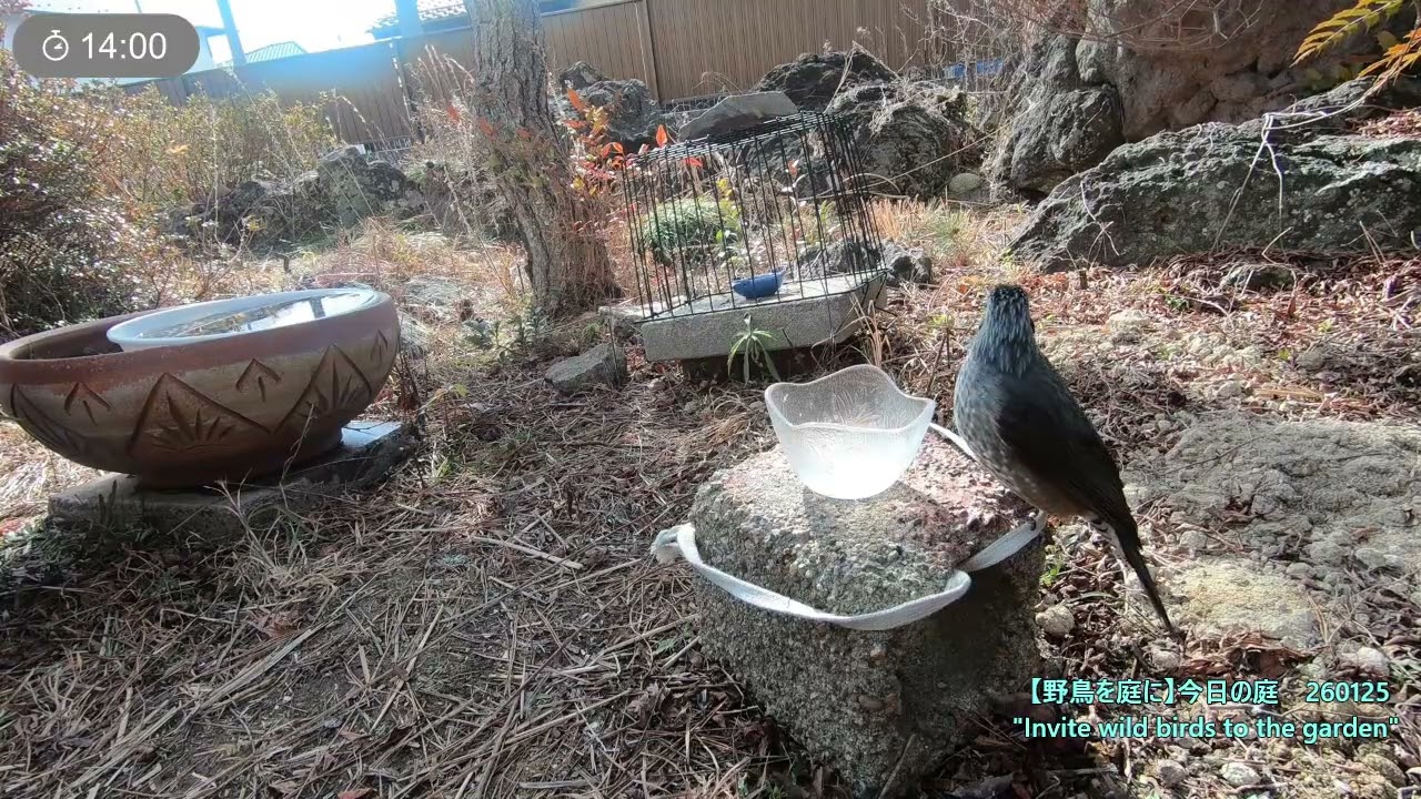 野鳥を庭に　260125-26　スズメ　メジロ　シジュウカラ　ヒヨドリ