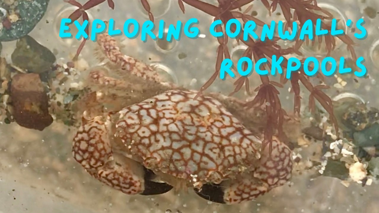 The Secret World Beneath the Waves: Exploring Cornwall's Rockpools and Marine Life