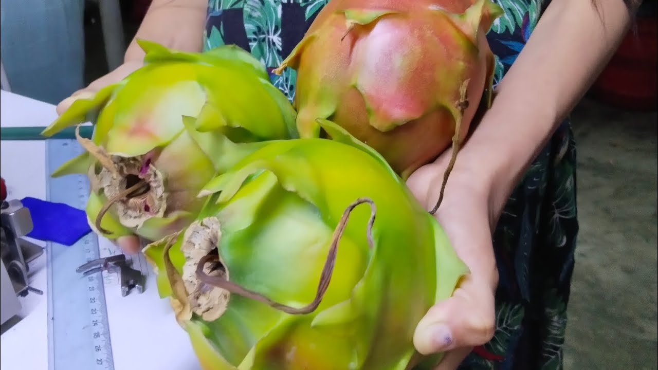 QUE ABONO UTILIZO PARA SACAR SÚPER FRUTAS.