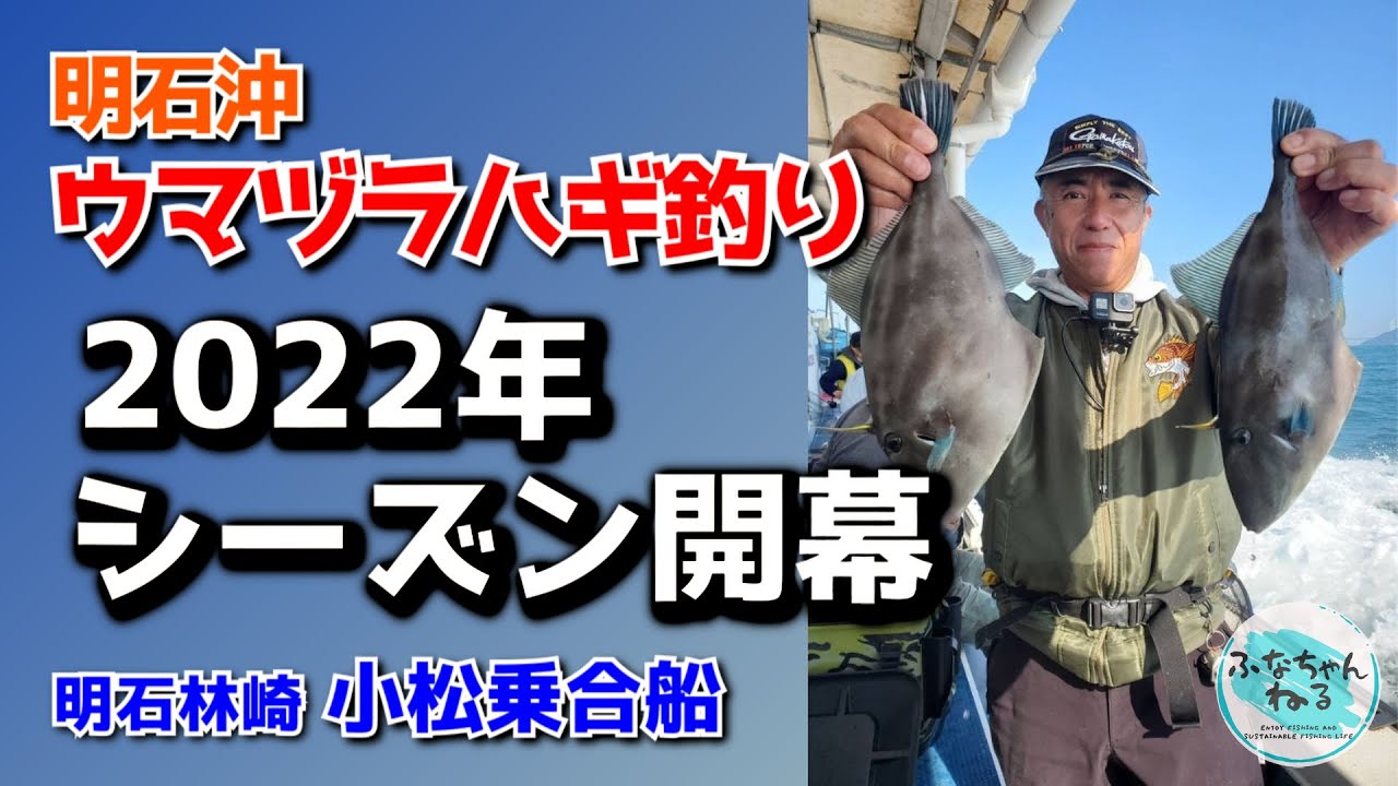 【ウマヅラハギ】明石沖ウマヅラ 2022年シーズン開幕