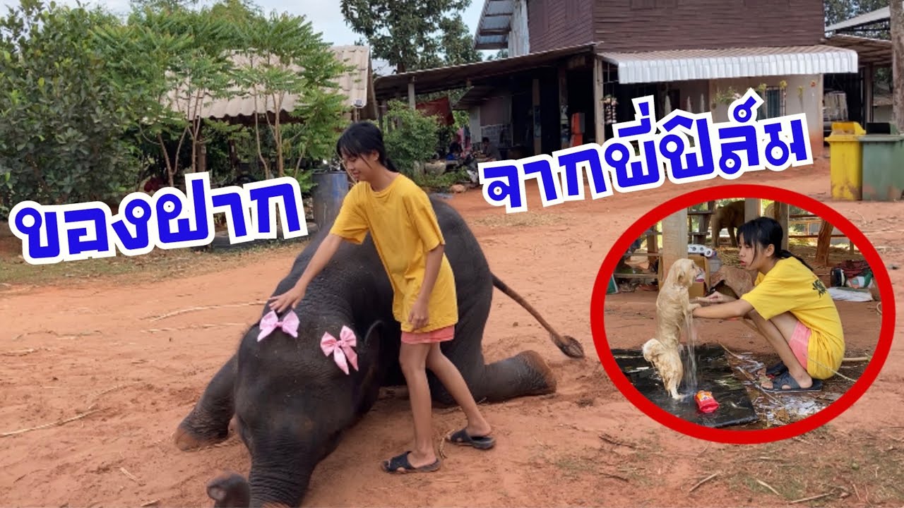 ดีใจ~ยกใหญ่❗️สุพรรษา🆚แพนด้า