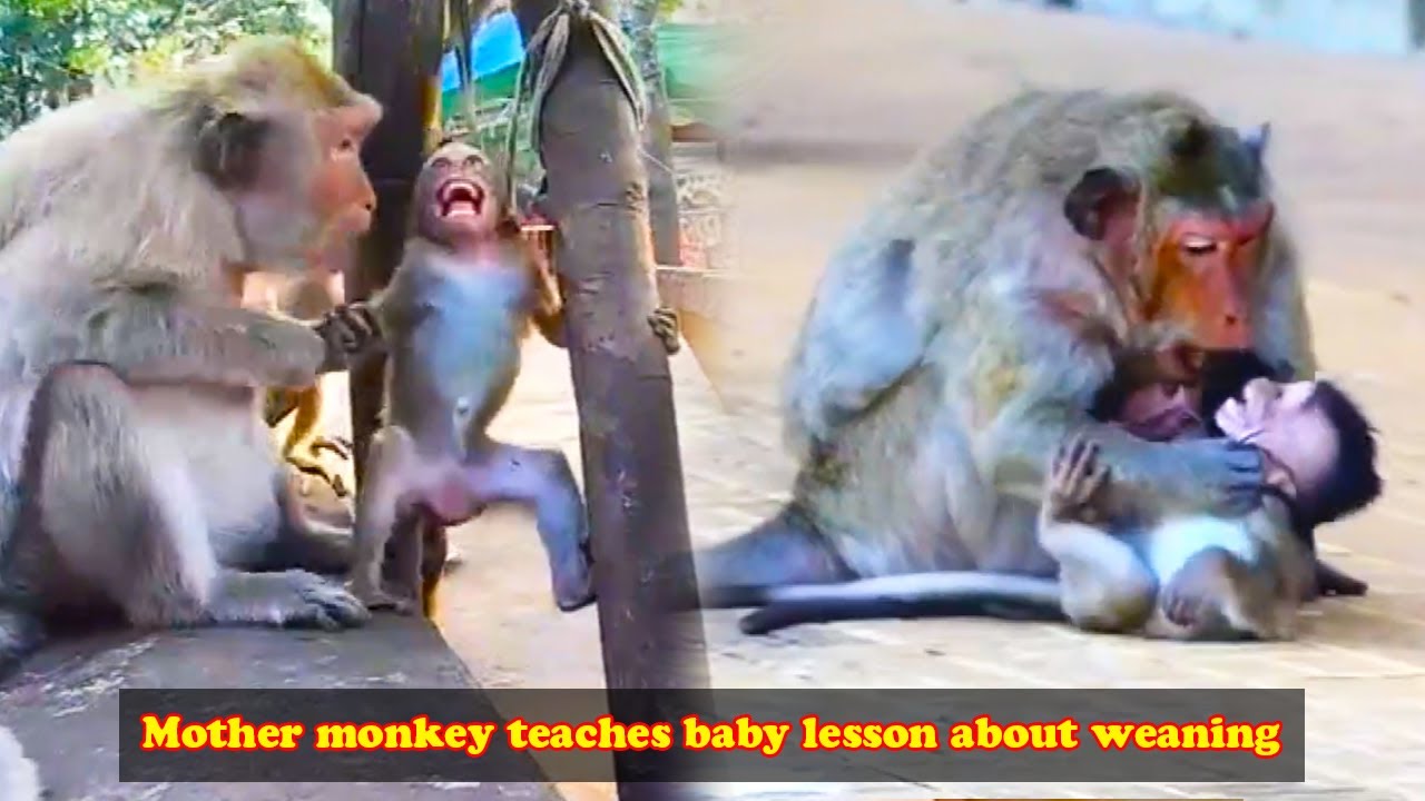 The baby monkey cried very hard, but the mother monkey let it cry without being moved