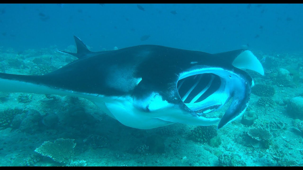 4K Suba diving Maldives Jan 2020 with Oceanus.