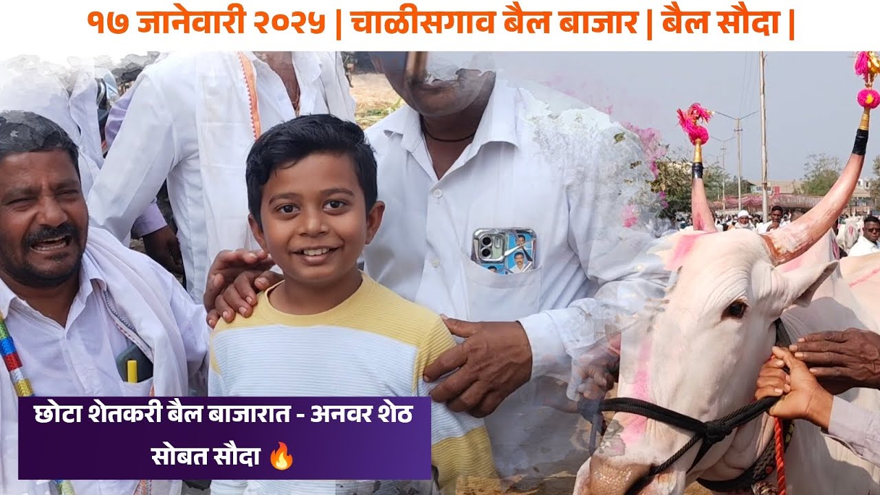 | चाळीसगाव बैल बाजार |17 जानेवारी 2025| LIVE सौदा | #बैलबाजार #bullfarm #bailgadasharyat #बैलबाजार 