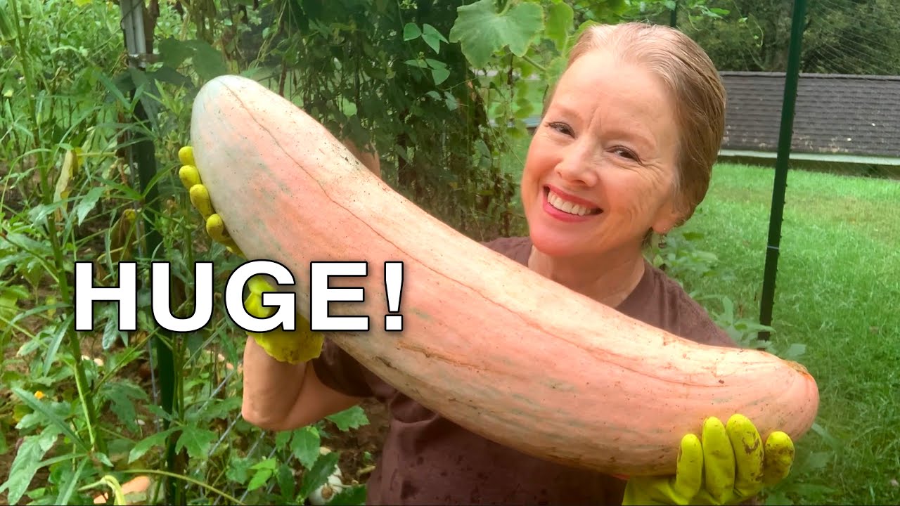 MY BIGGEST SQUASH EVER!