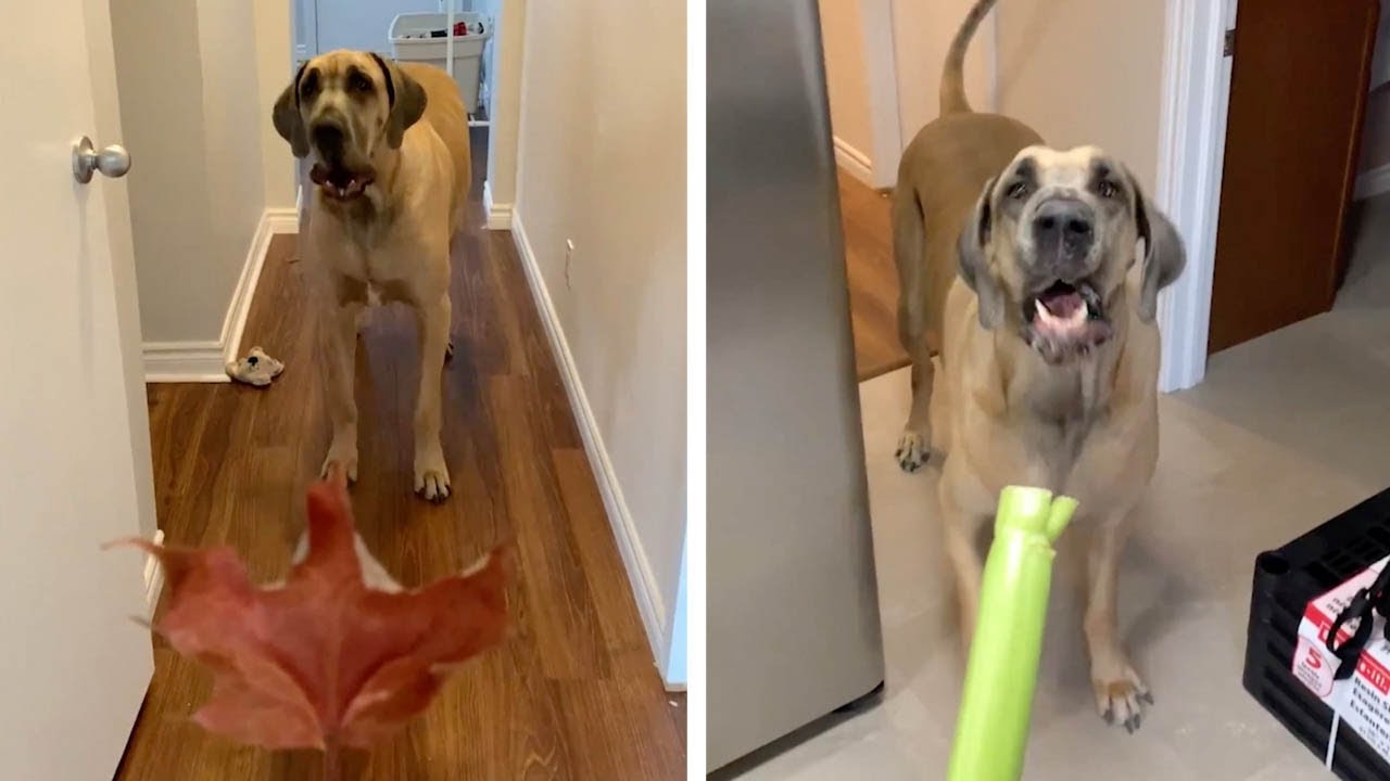 Huge Great Dane Is Terrified Of Everything