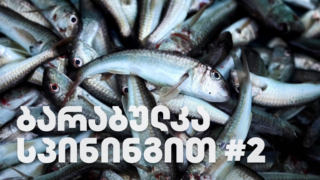 🐟 სპინინგით ხონთქარი! (ბარაბულკა) #2 | თევზაობა ნატანების შესართავთან შავ ზღვაზე მეგობრებთან ერთად!