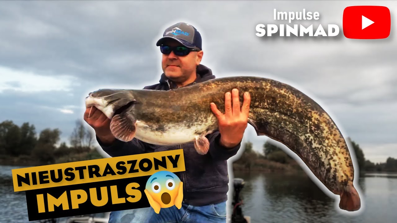 SpinMad IMPULSE [sum na sandaczowy zestaw]