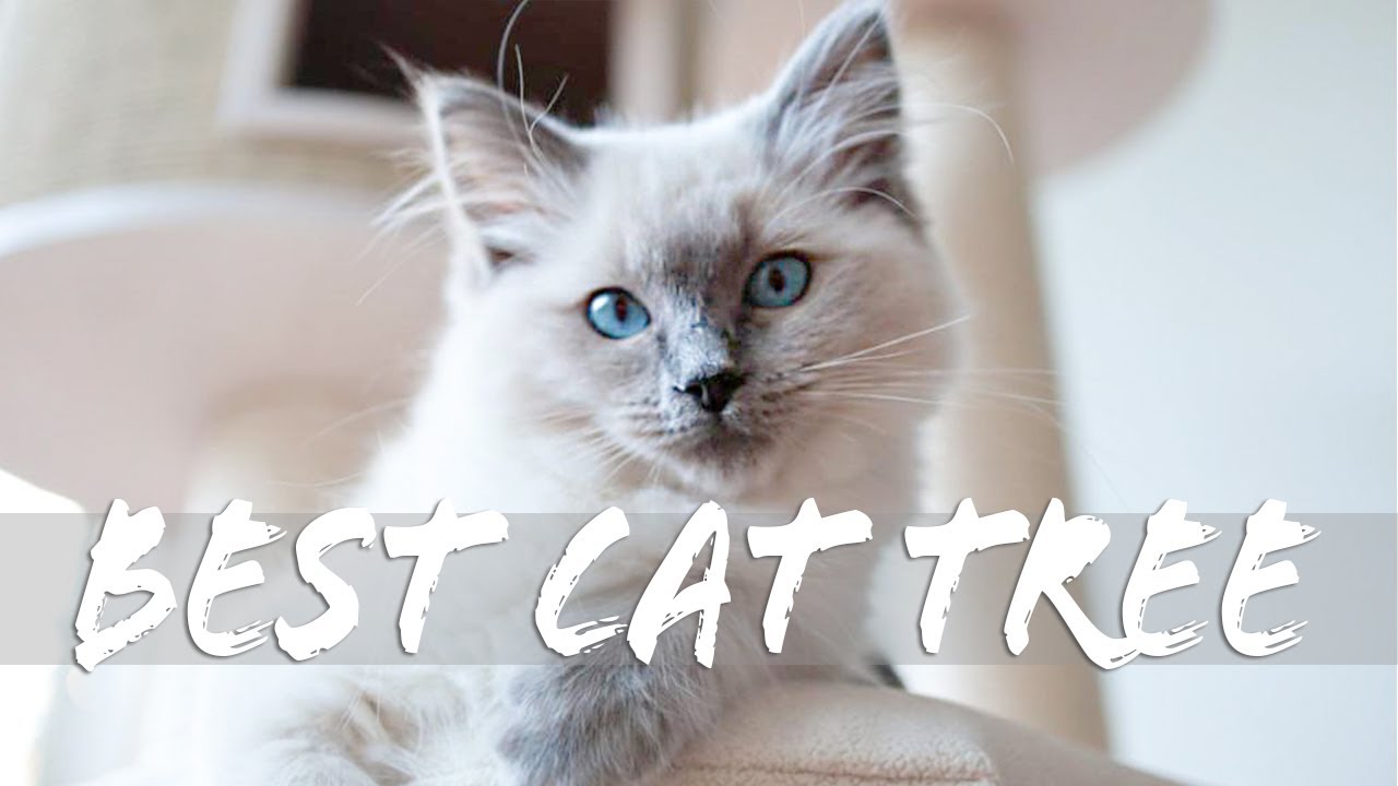 Best Cat TREE for large cat breeds? COTEC review with Ragdolls