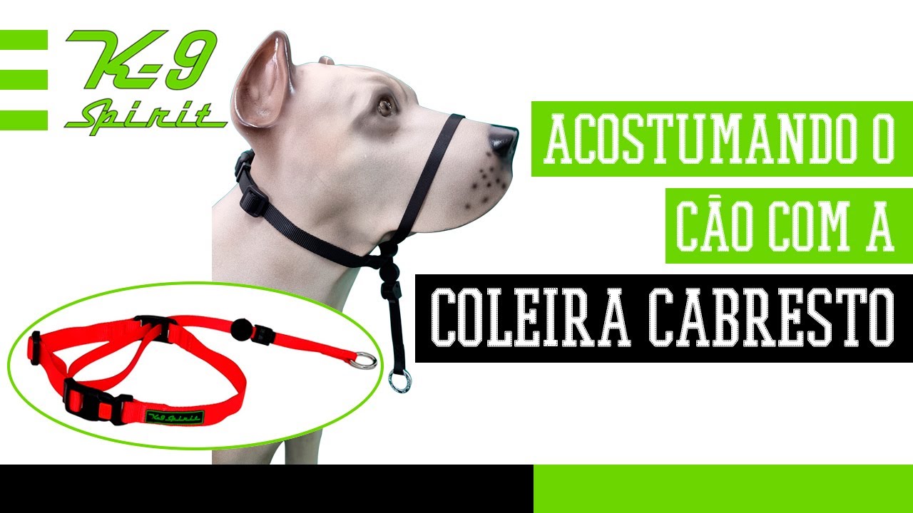 DESSENSIBILIZAÇÃO COM A COLEIRA CABRESTO
