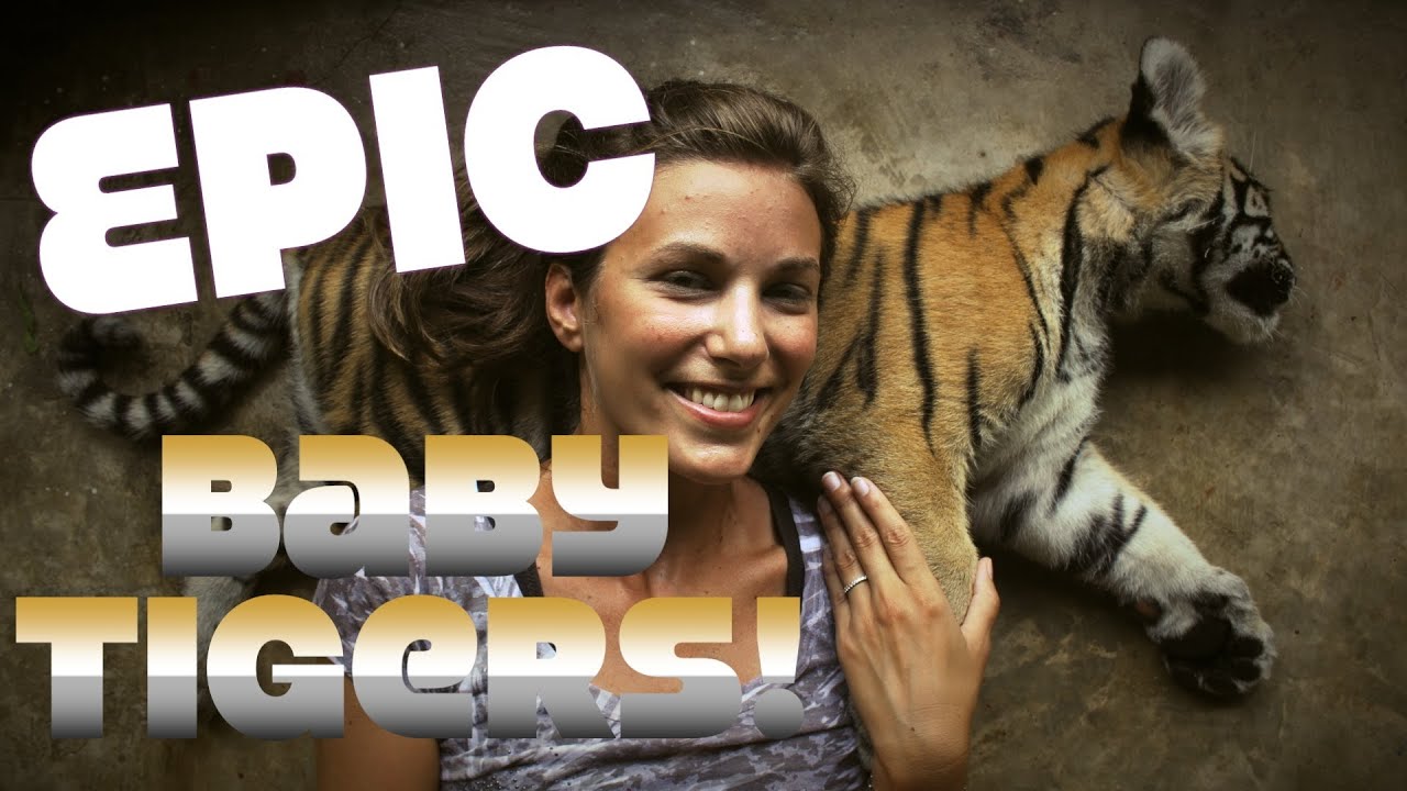 Cutest Baby Tigers EVER! - Amazing Baby Tigers! Thailand Tiger Kingdom Travel Review