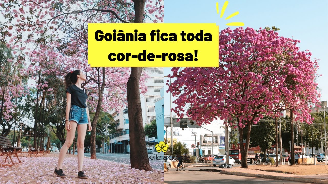 6 lugares com ipês rosa em Goiânia que você tem que conferir | Aproveite a cidade