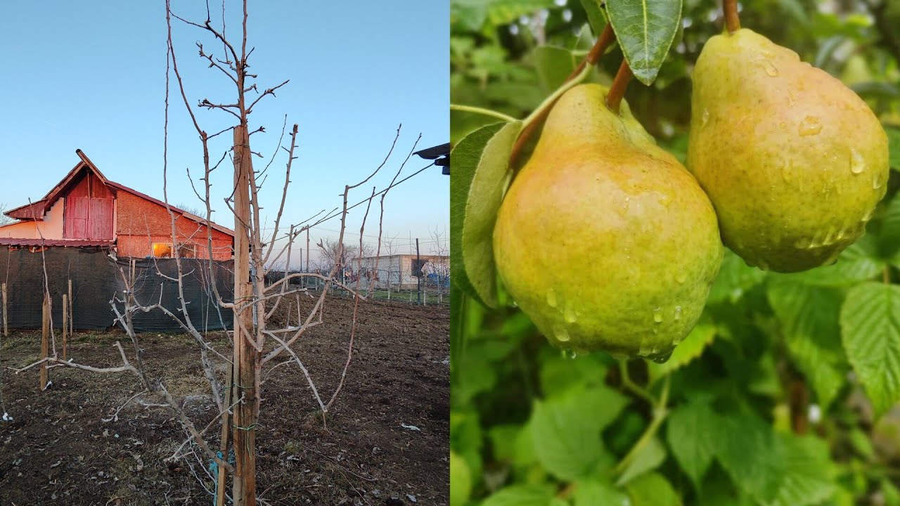 Taiere par Wiliams galben anul 5 de la plantare 🍐🤗