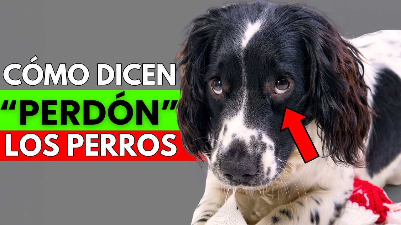 7 formas extrañas en las que tu perro te pide perdón (¡y no es lo que piensas!)