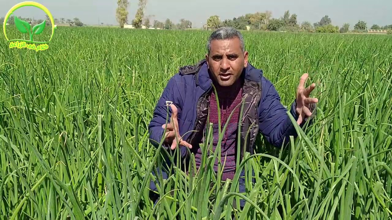 إنضاج البصل والثوم / العمليات الزراعية لانضاج البصل/ رش مبكوات كلورايد 25% ؟؟؟؟