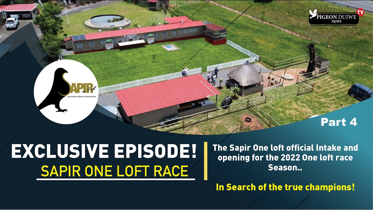 Pigeon Duiwe News TV- (PART 4) SAPIR ONE LOFT RACE - EXCLUSIVE EPISODE-!!