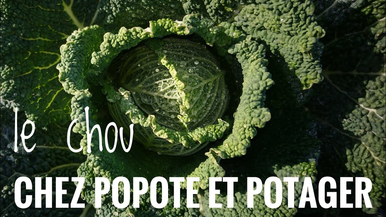 COMMENT NE PAS MANQUER DE CHOUX AU POTAGER