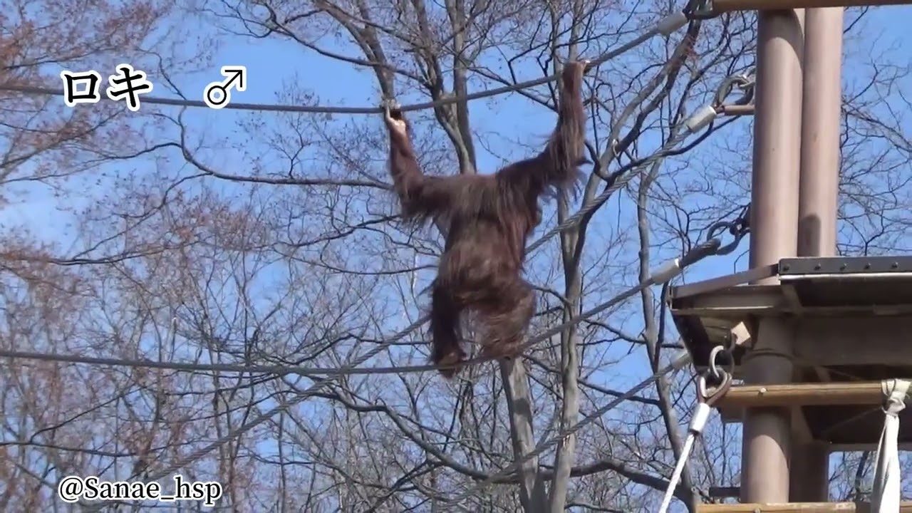 ボルネオオランウータンのまったり日常　多摩動物公園　🎥2026.3.9
