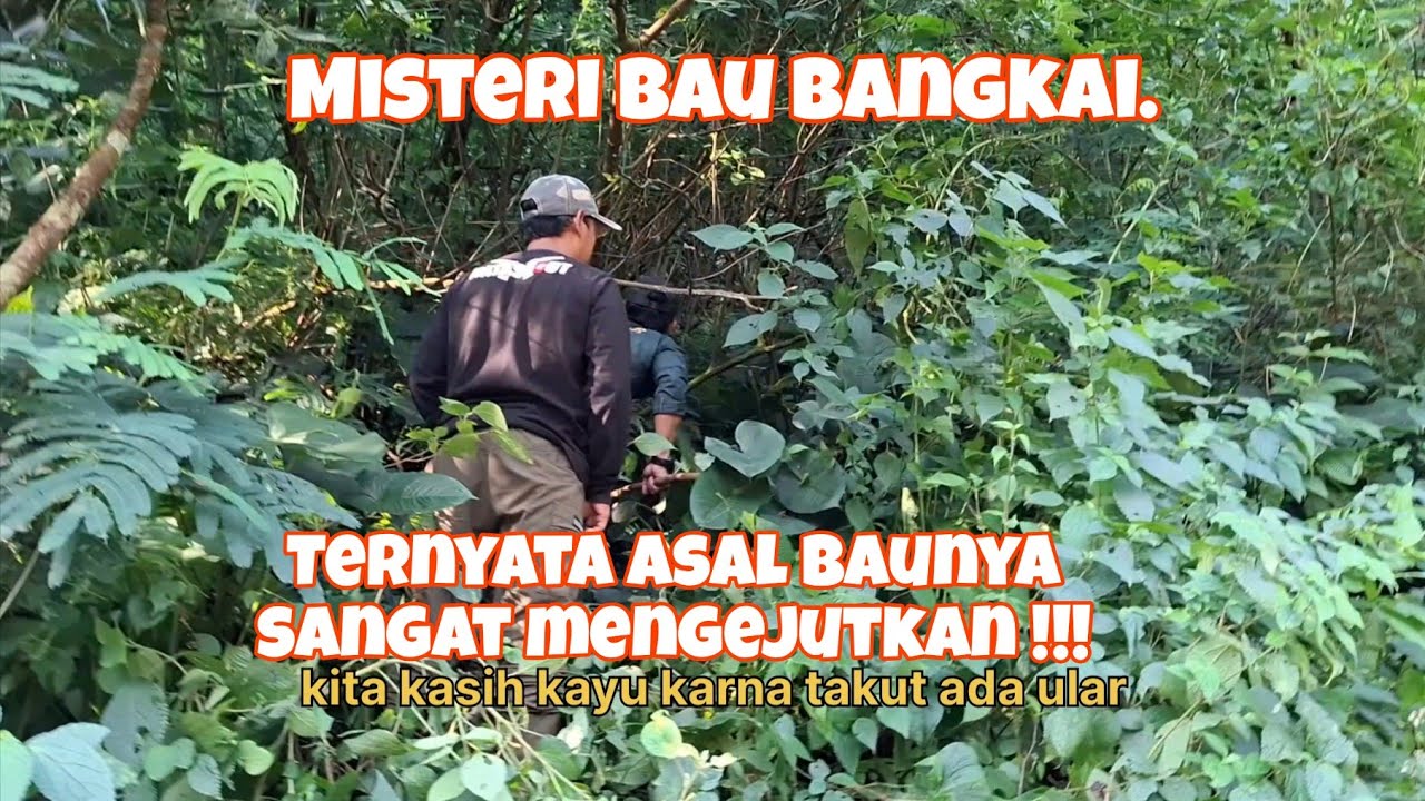 Misteri Bau Busuk, kejadian ganjil dan horor Terpecahkan: Pelakunya Bikin Sakit Perut!