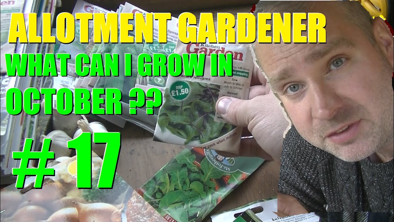 Allotment Garden 2020 #17 - WHAT I CAN I GROW IN OCTOBER?