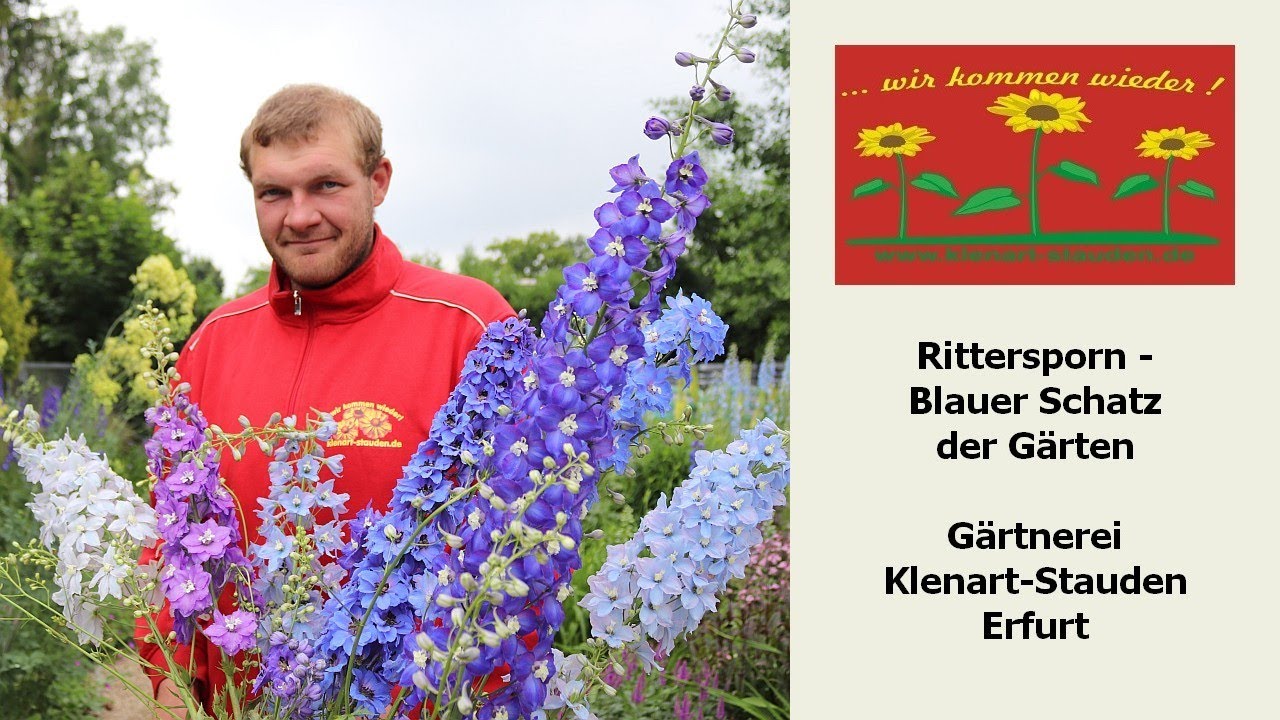 Rittersporn - Blauer Schatz der G&auml;rten