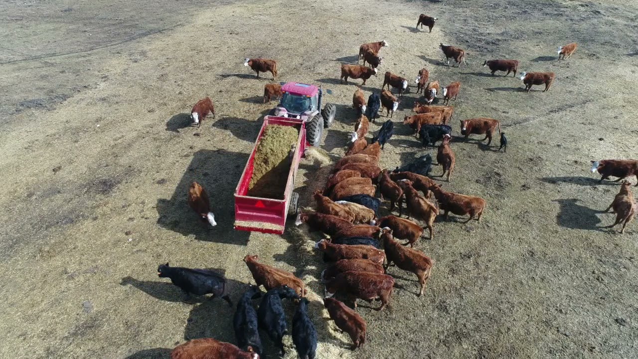 Jiffy Bunk Feeder - 2019