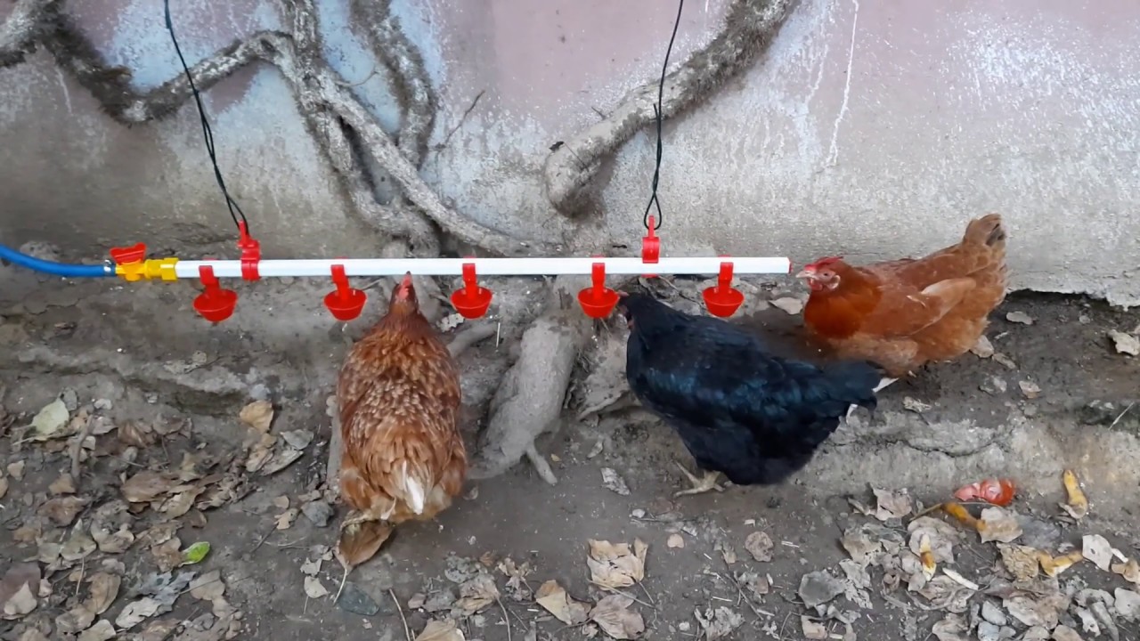 Şehirde Çiftlik - Kümese Damacanalı Nipelli Otomatik Suluk