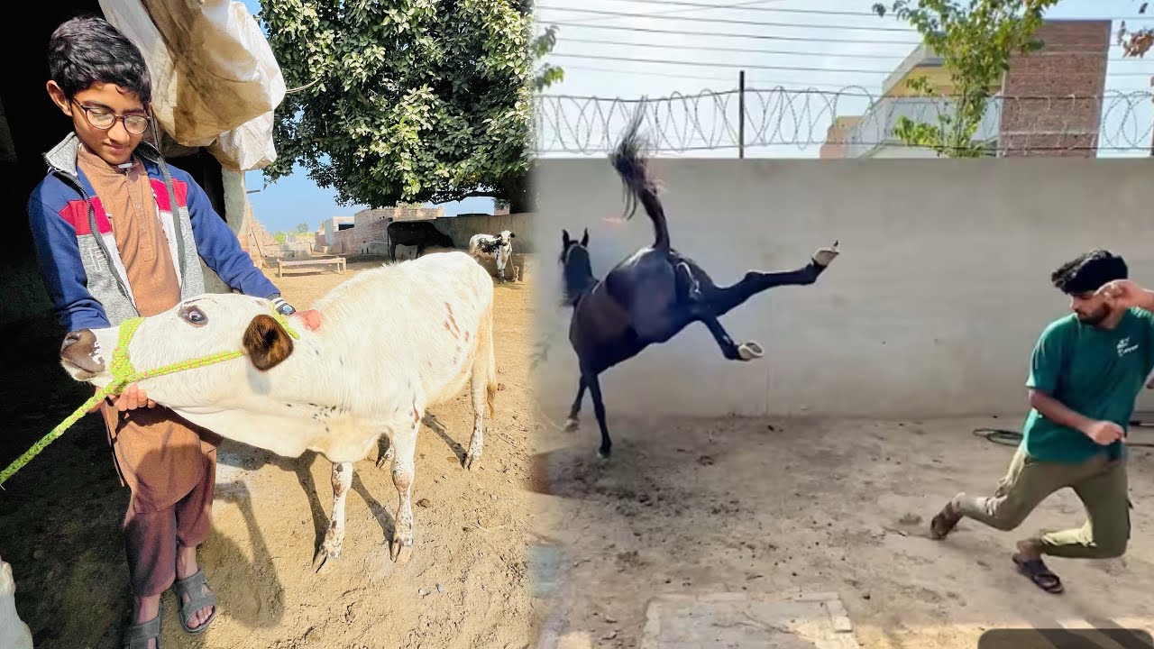 In ko kia Hogia Achnak Attack Kar Dia🥹
