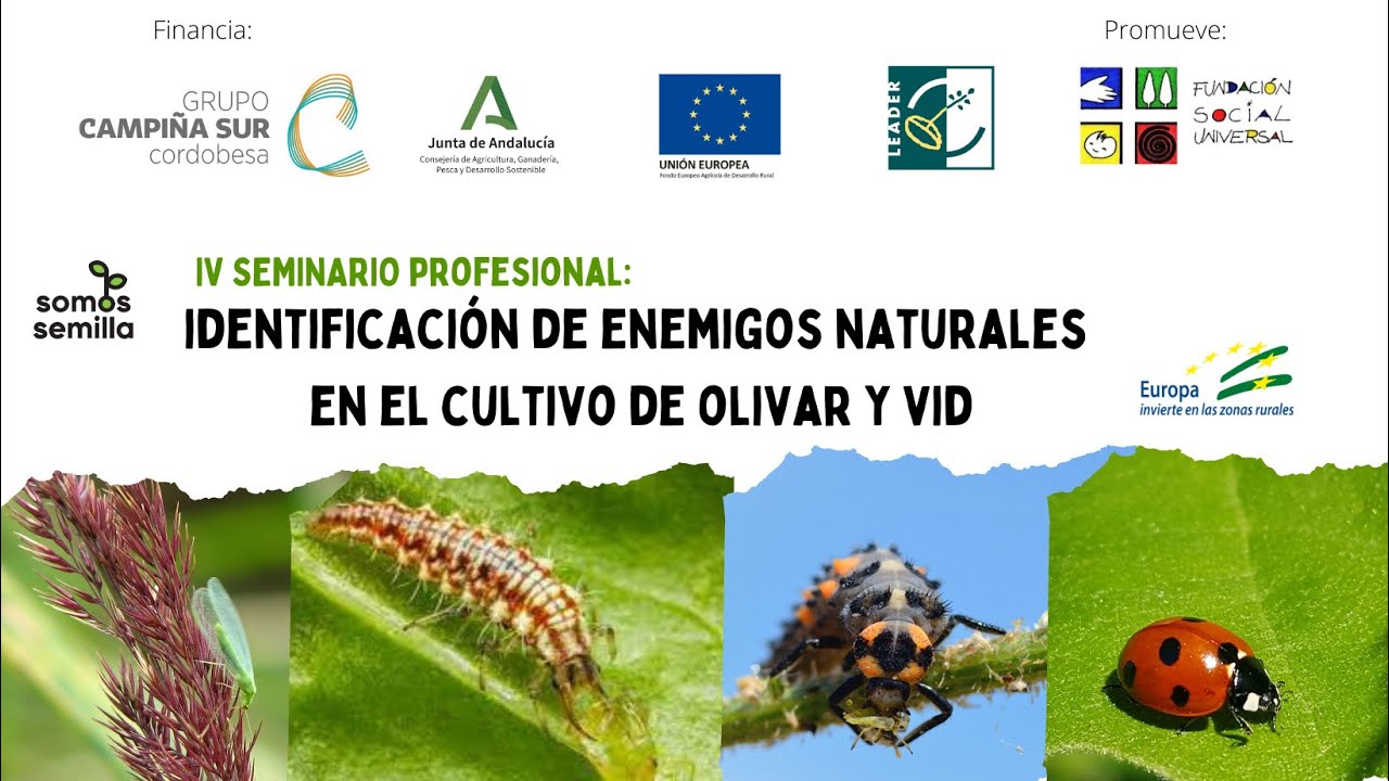 IV Seminario 