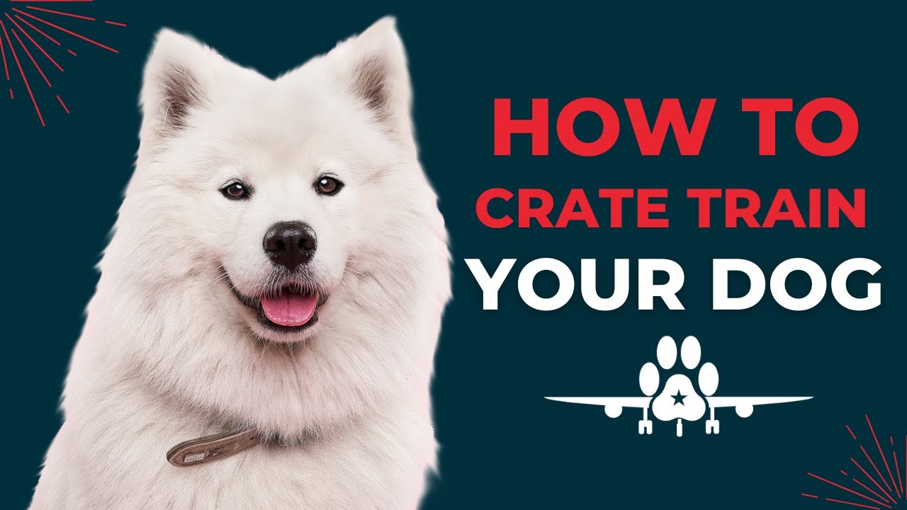 How To Crate Train Your Dog For Pet Travel