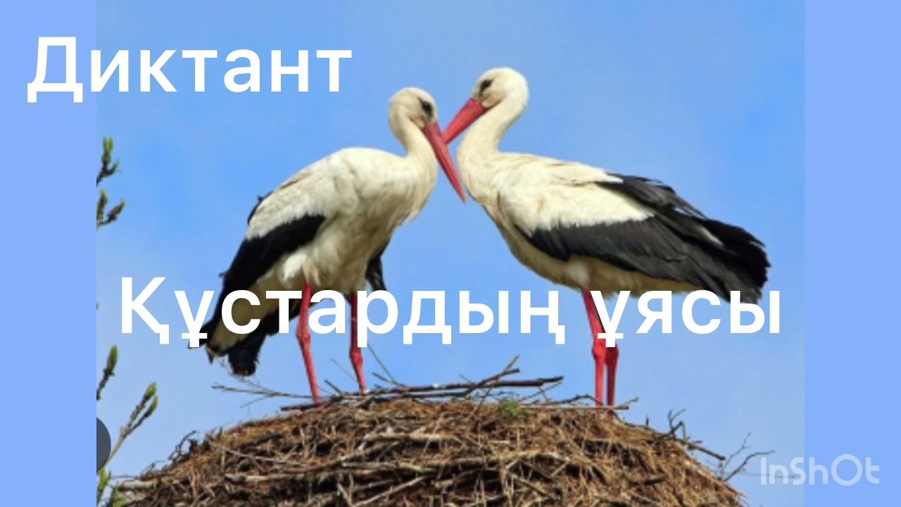 Диктант 2сынып  Құстардың ұясы.