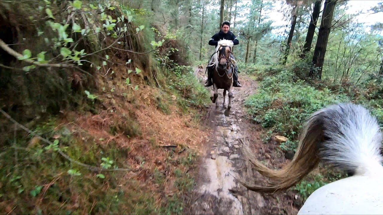 GALOPANDO EN INVIERNO POR UN SENDERO EN EL BOSQUE . El último se come el barro.   #equitación