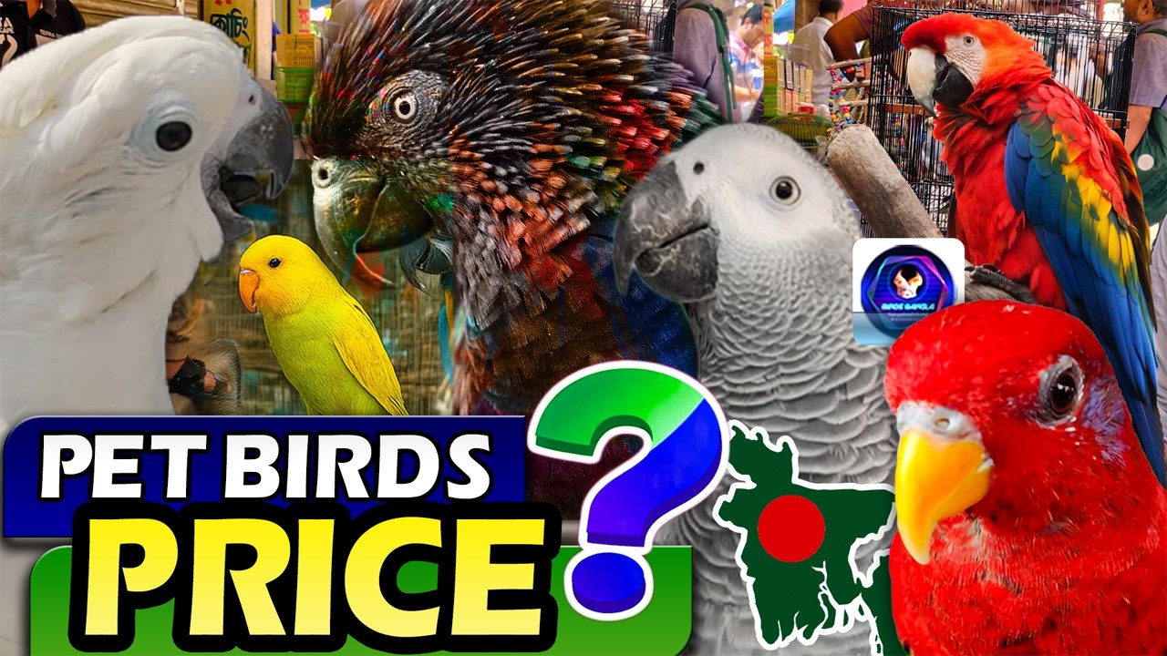 Pet Birds Price Bangladesh 2026 | Bird Info, Bird Price in bd