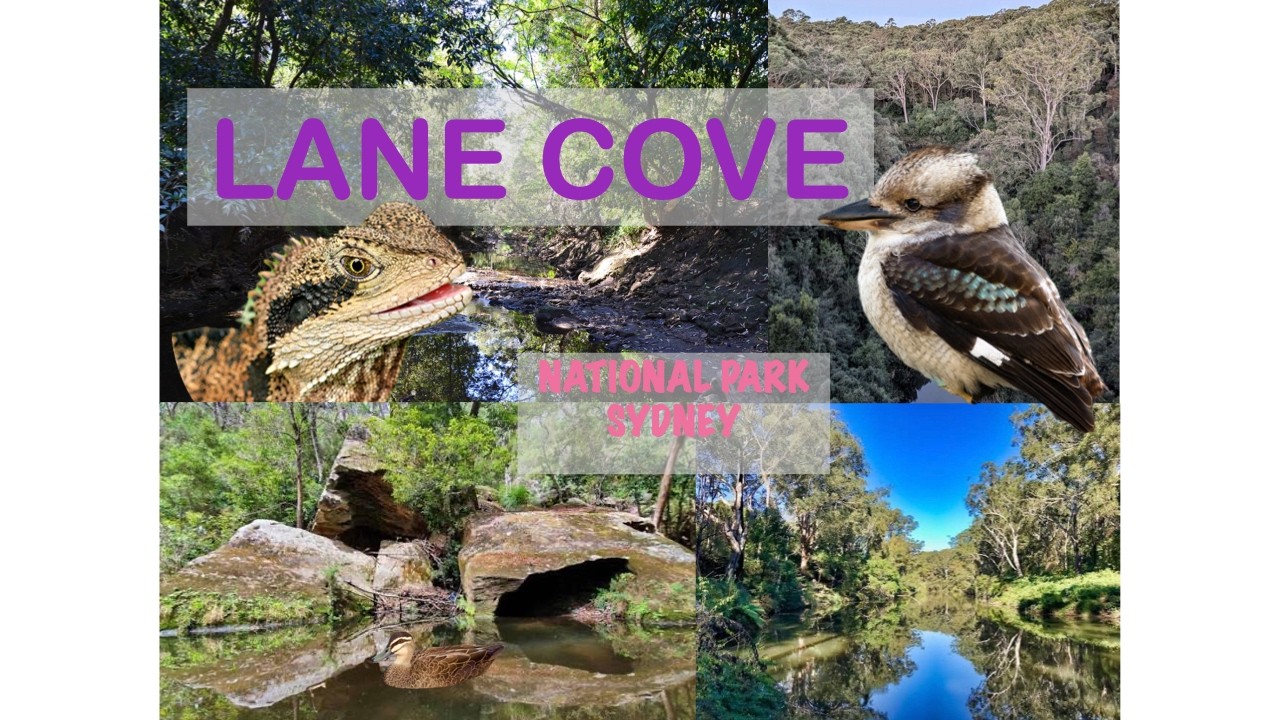 Sydney Wildlife in Lane Cove 🌿 | Eastern Water Dragons, Kookaburras & Peaceful Nature Sounds 🇦🇺