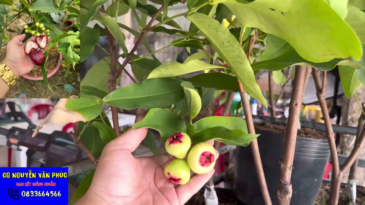 Mận hồng đào huyết sẵn trái chơi tết 2026 cây chuẩn giống chất lượng giao hàng nhanh chuẩn cây khỏe