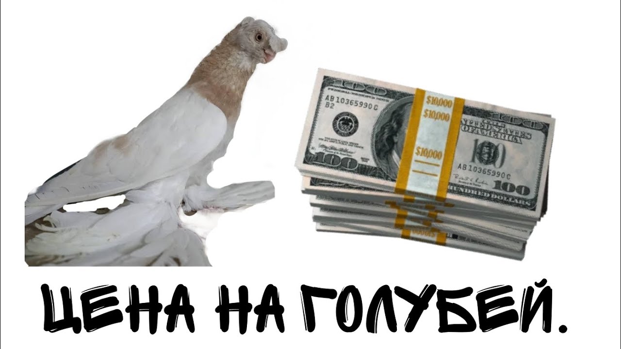 Цены на голубей и что на них влияет/номер телефона87012184683