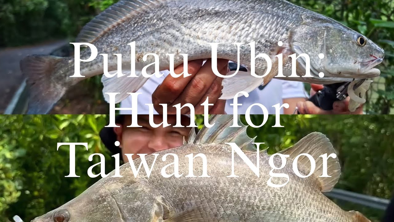 EP6: Pulau Ubin Red Drum Hunt! New 2024 Graphiteleader Tiro!! Singapore Redfish & Barramundi Fishing